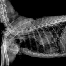 X-ray image of a deer showing lead fragments